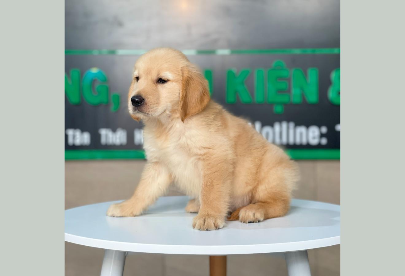 Golden Retriever - Màu Vàng Đậm (MS 14)
