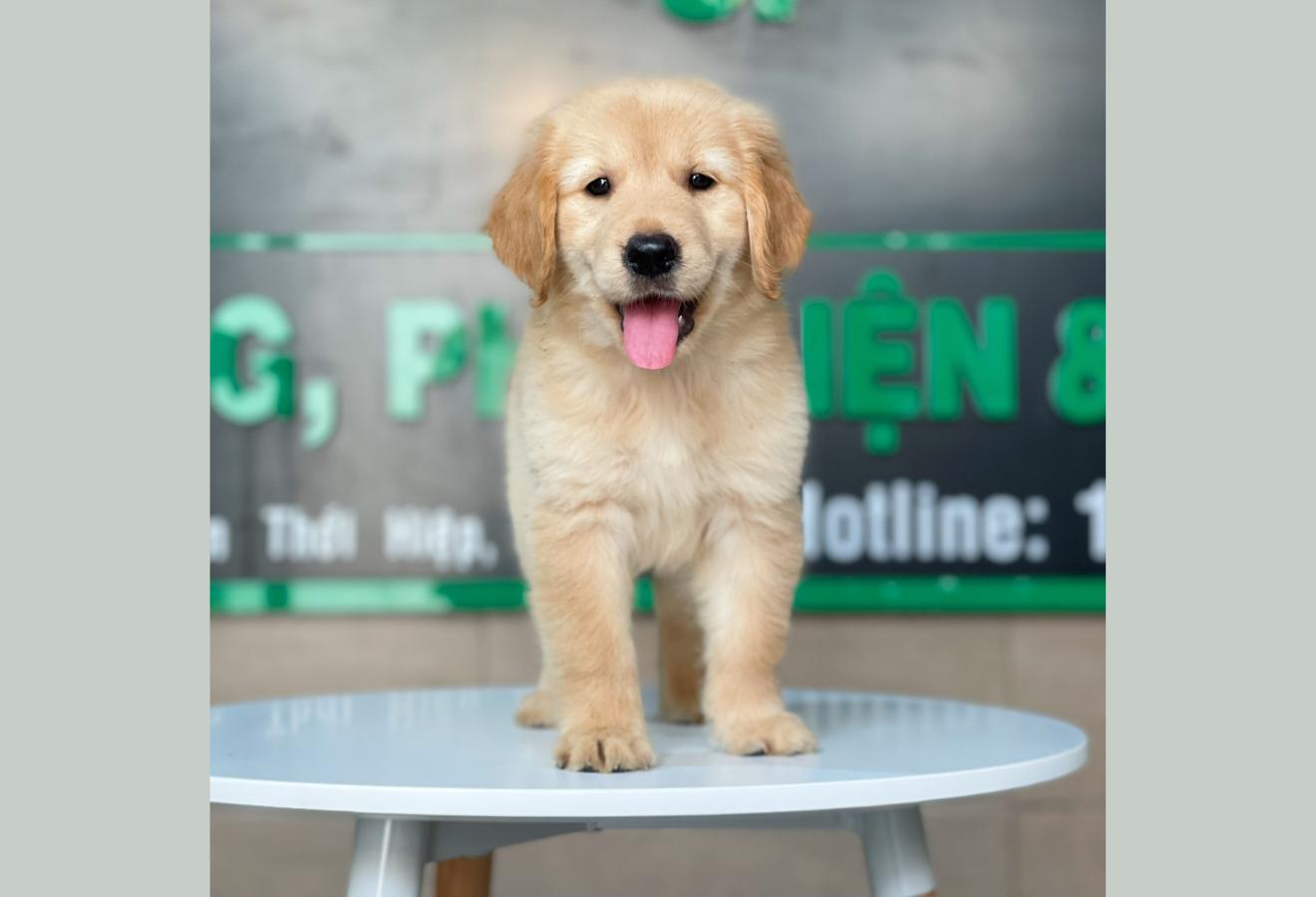Golden Retriever - Màu Vàng Đậm (MS 15)