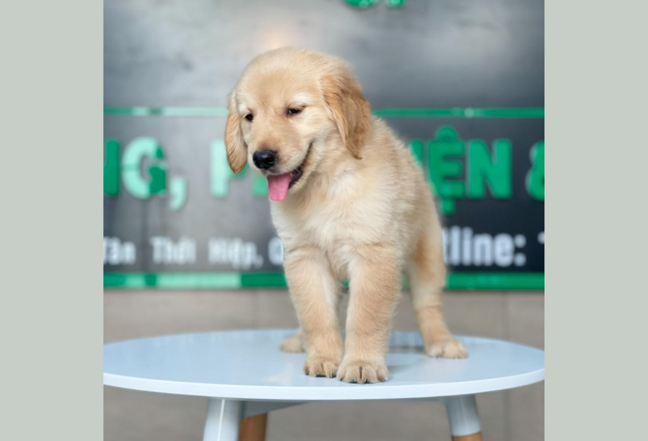 Golden Retriever - Màu Vàng Đậm (MS 15)
