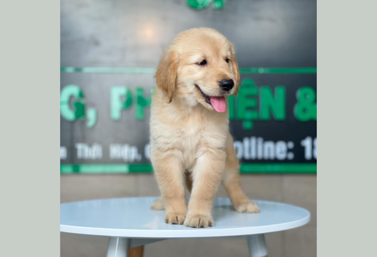 Golden Retriever - Màu Vàng Đậm (MS 15)