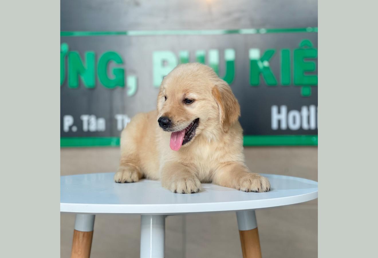 Golden Retriever - Màu Vàng Đậm (MS 16)