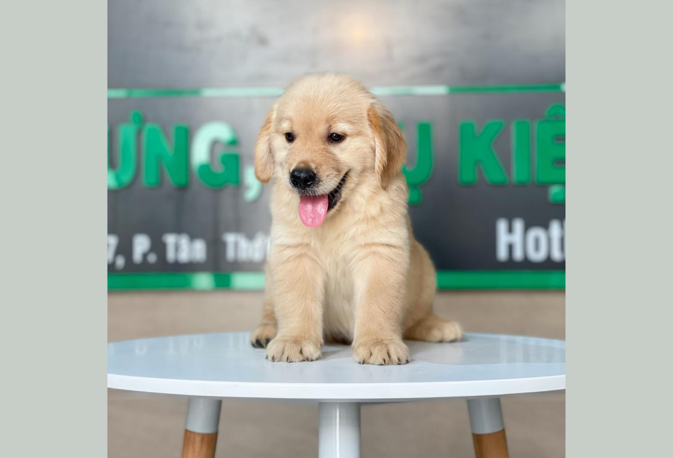 Golden Retriever - Màu Vàng Đậm (MS 16)