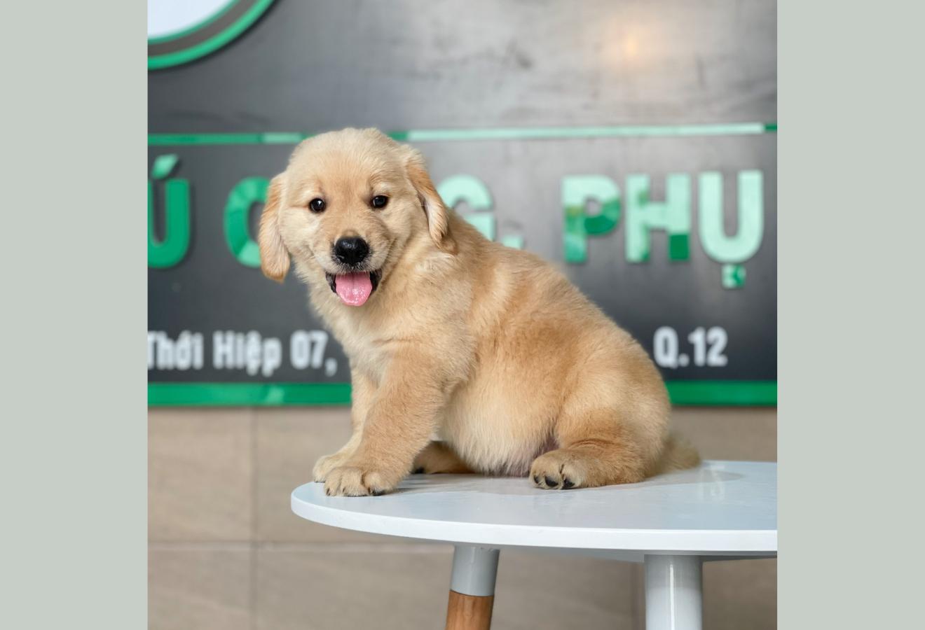 Golden Retriever - Màu Vàng Đậm (MS 16)