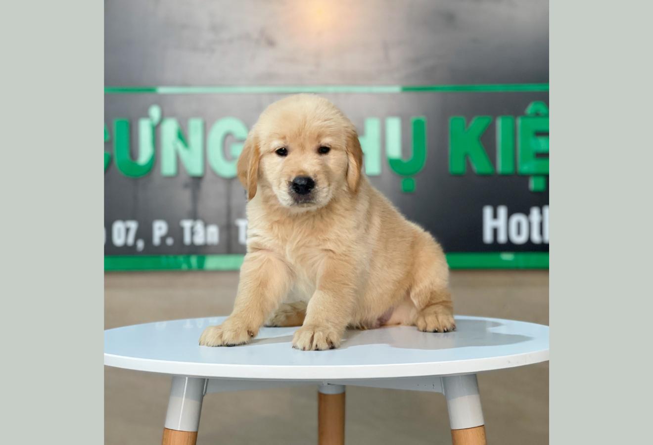 Golden Retriever - Màu Vàng Đậm (MS 17)