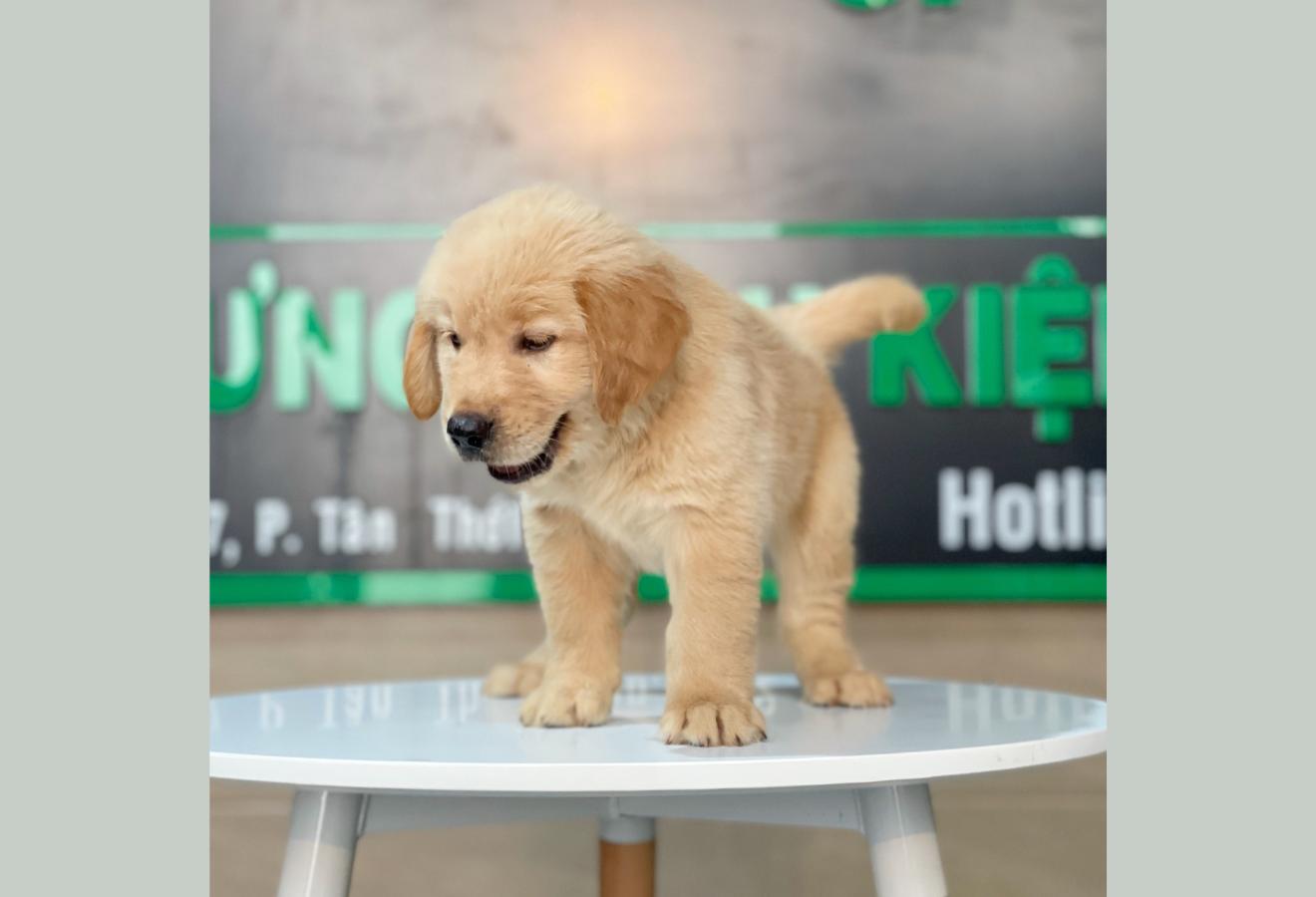 Golden Retriever - Màu Vàng Đậm (MS 17)