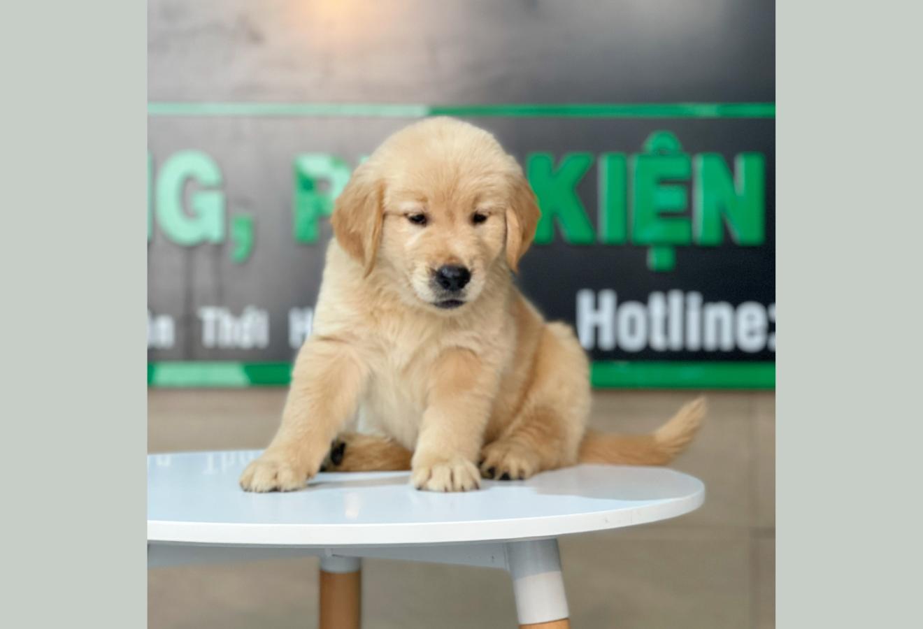 Golden Retriever - Màu Vàng Đậm (MS 17)