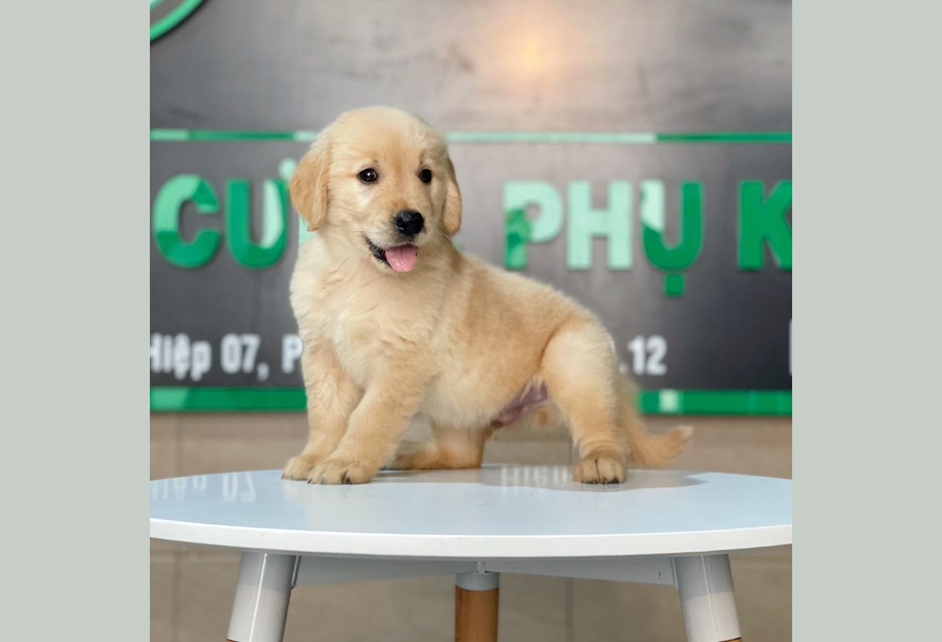 Golden Retriever - Màu Vàng Đậm (MS 18)