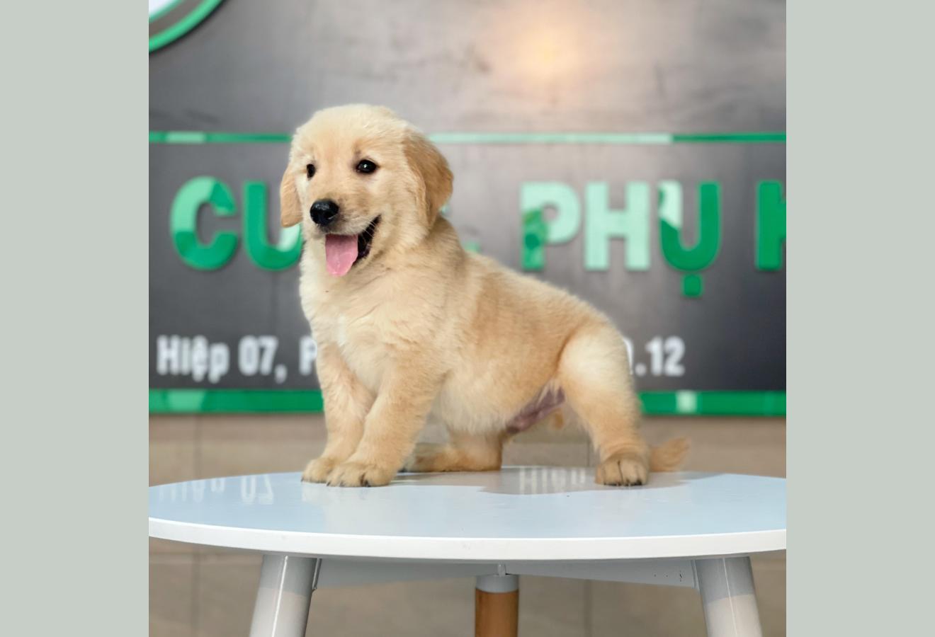 Golden Retriever - Màu Vàng Đậm (MS 18)