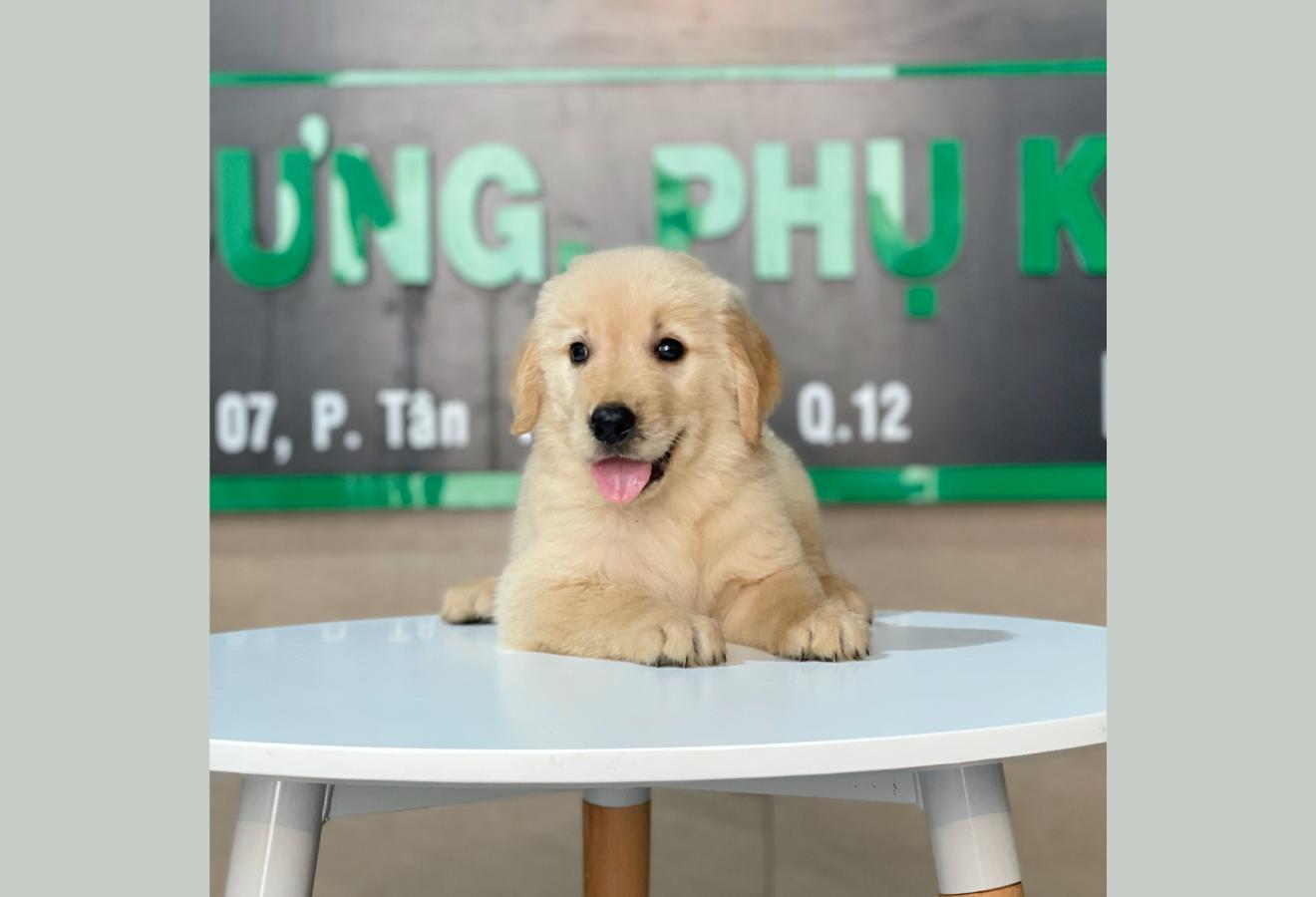 Golden Retriever - Màu Vàng Đậm (MS 18)