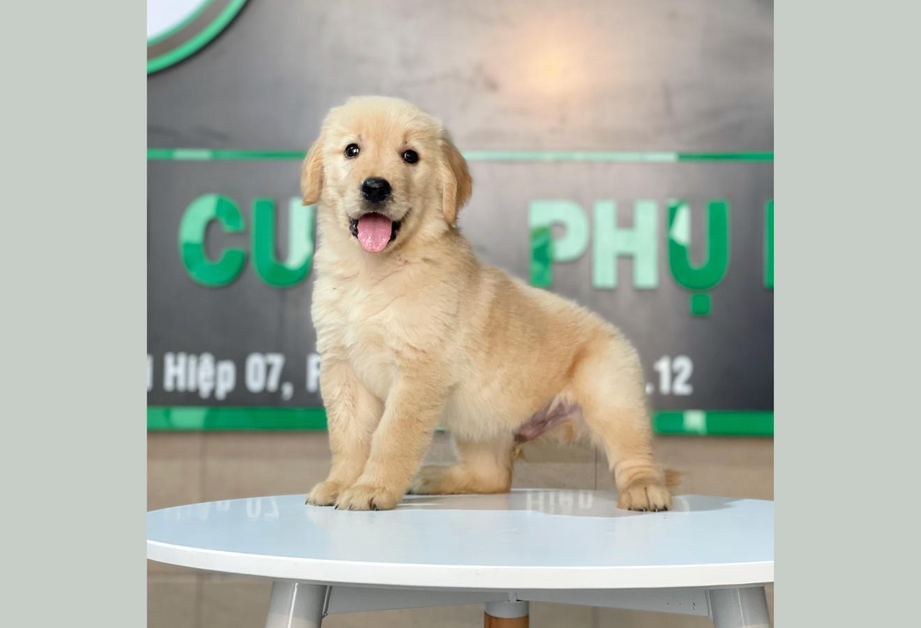 Golden Retriever - Màu Vàng Đậm (MS 18)