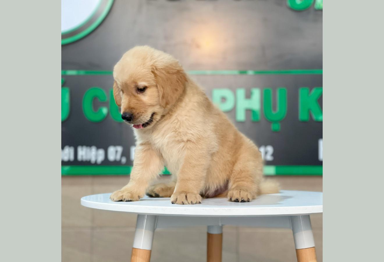 Golden Retriever - Màu Vàng Đậm (MS 19)