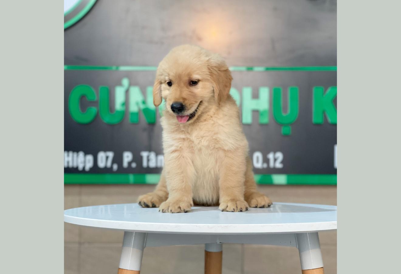 Golden Retriever - Màu Vàng Đậm (MS 19)