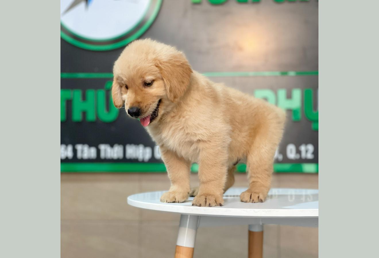 Golden Retriever - Màu Vàng Đậm (MS 19)