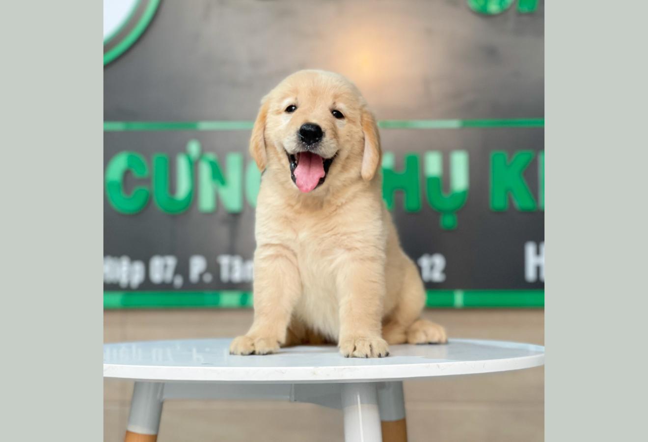 Golden Retriever - Màu Vàng Đậm (MS 20)