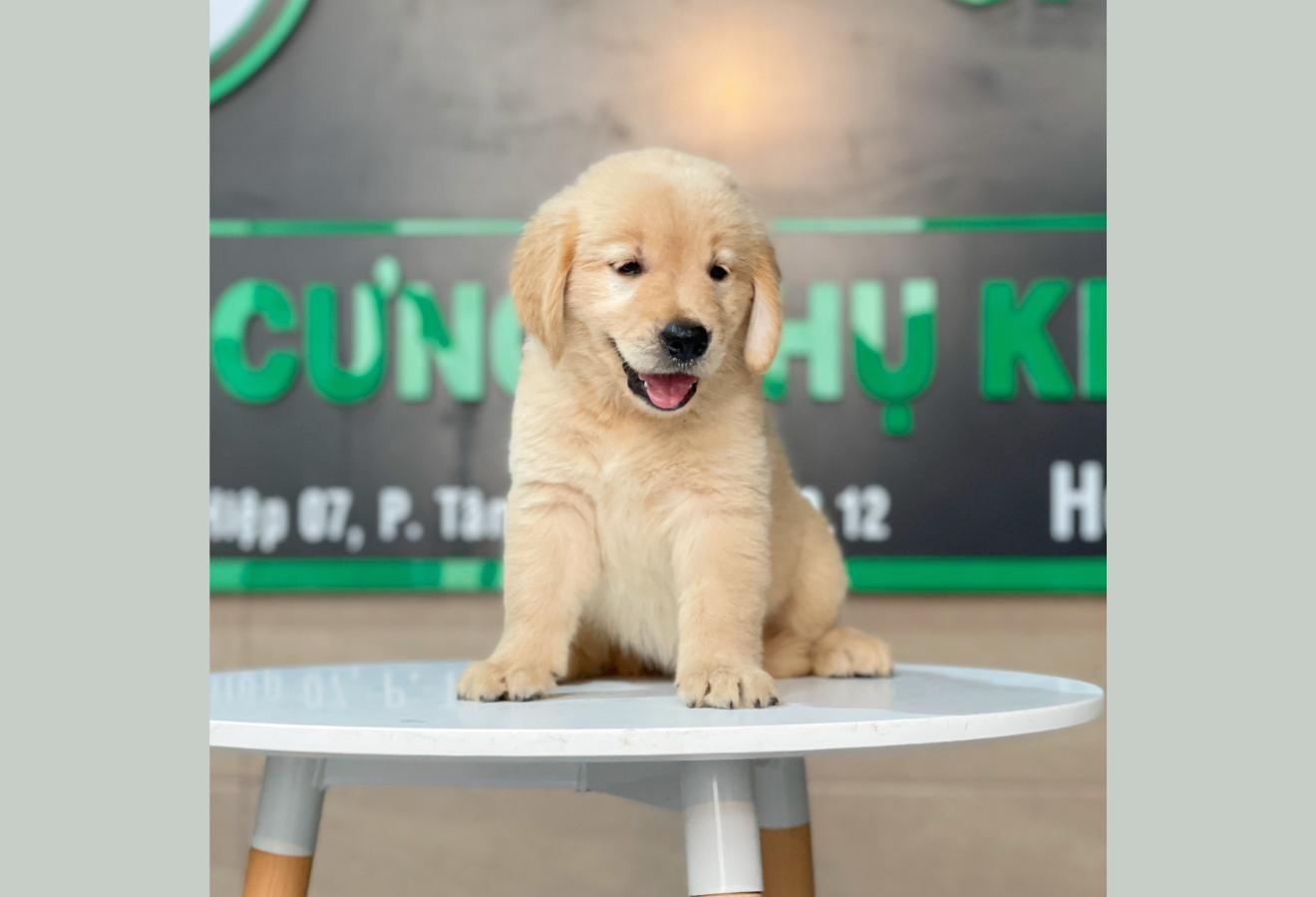Golden Retriever - Màu Vàng Đậm (MS 20)