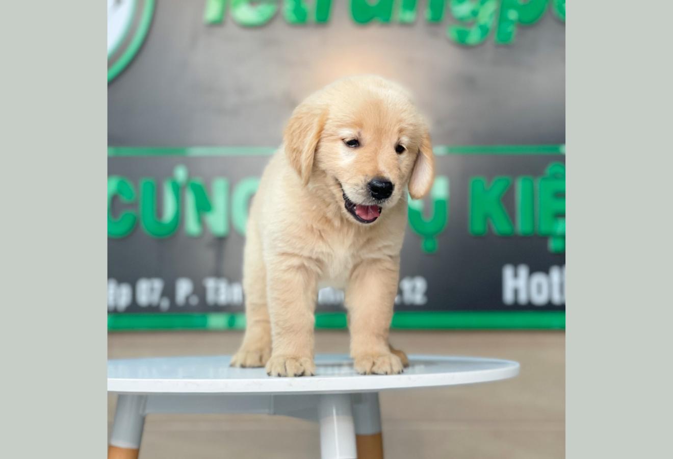 Golden Retriever - Màu Vàng Đậm (MS 20)