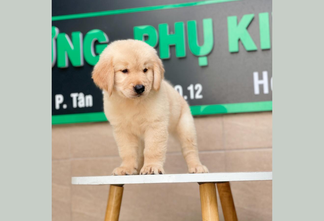 Golden Retriever - Màu Vàng Kem (MS 01)