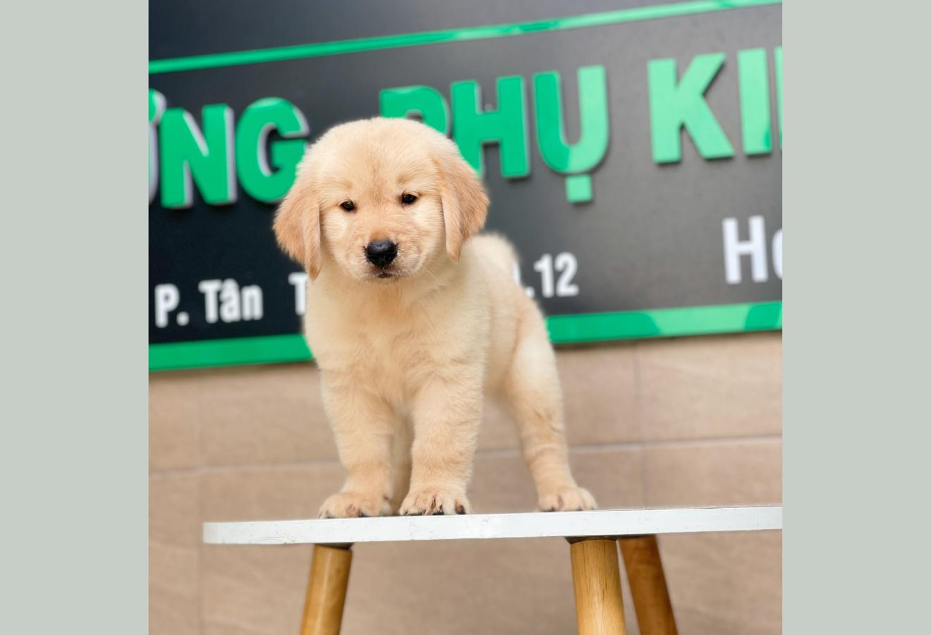 Golden Retriever - Màu Vàng Kem (MS 01)