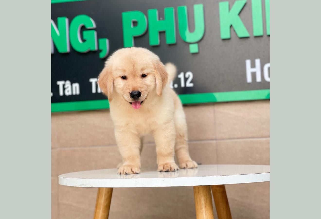 Golden Retriever - Màu Vàng Kem (MS 01)