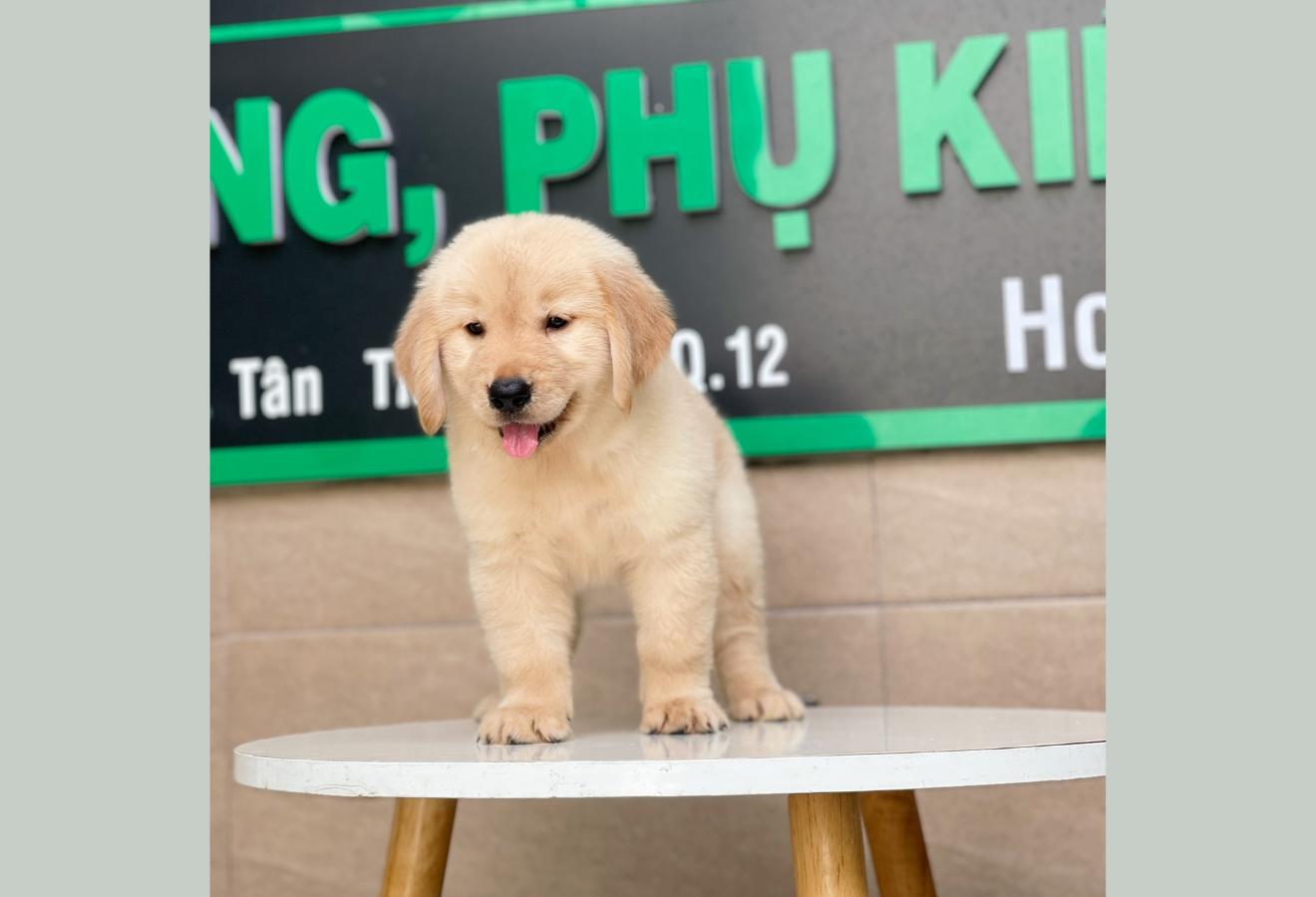 Golden Retriever - Màu Vàng Kem (MS 01)