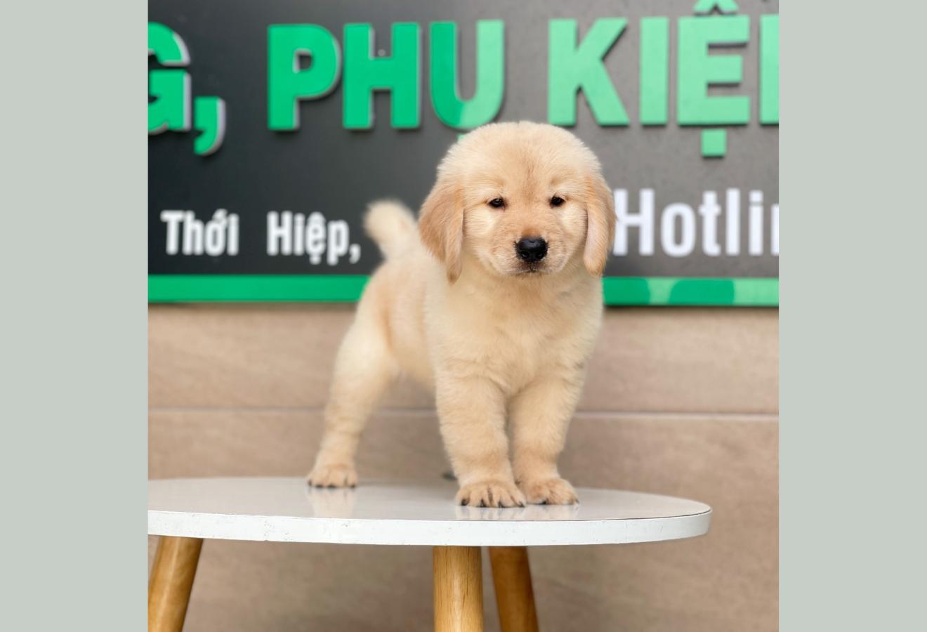 Golden Retriever - Màu Vàng Kem (MS 01)