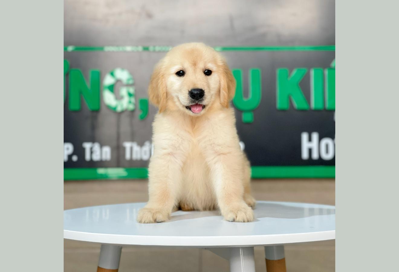 Golden Retriever - Màu Vàng Kem (MS 05)