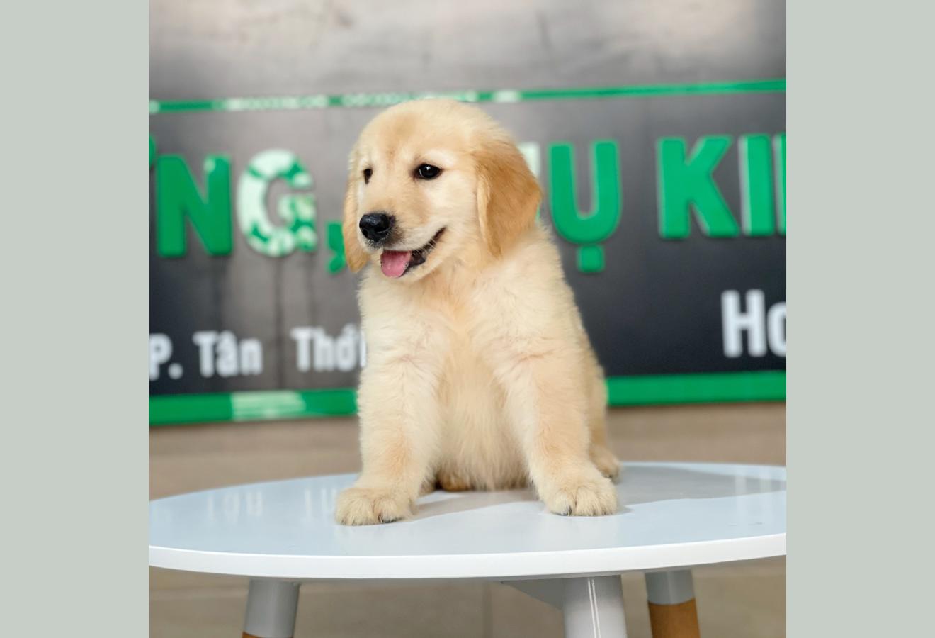 Golden Retriever - Màu Vàng Kem (MS 05)