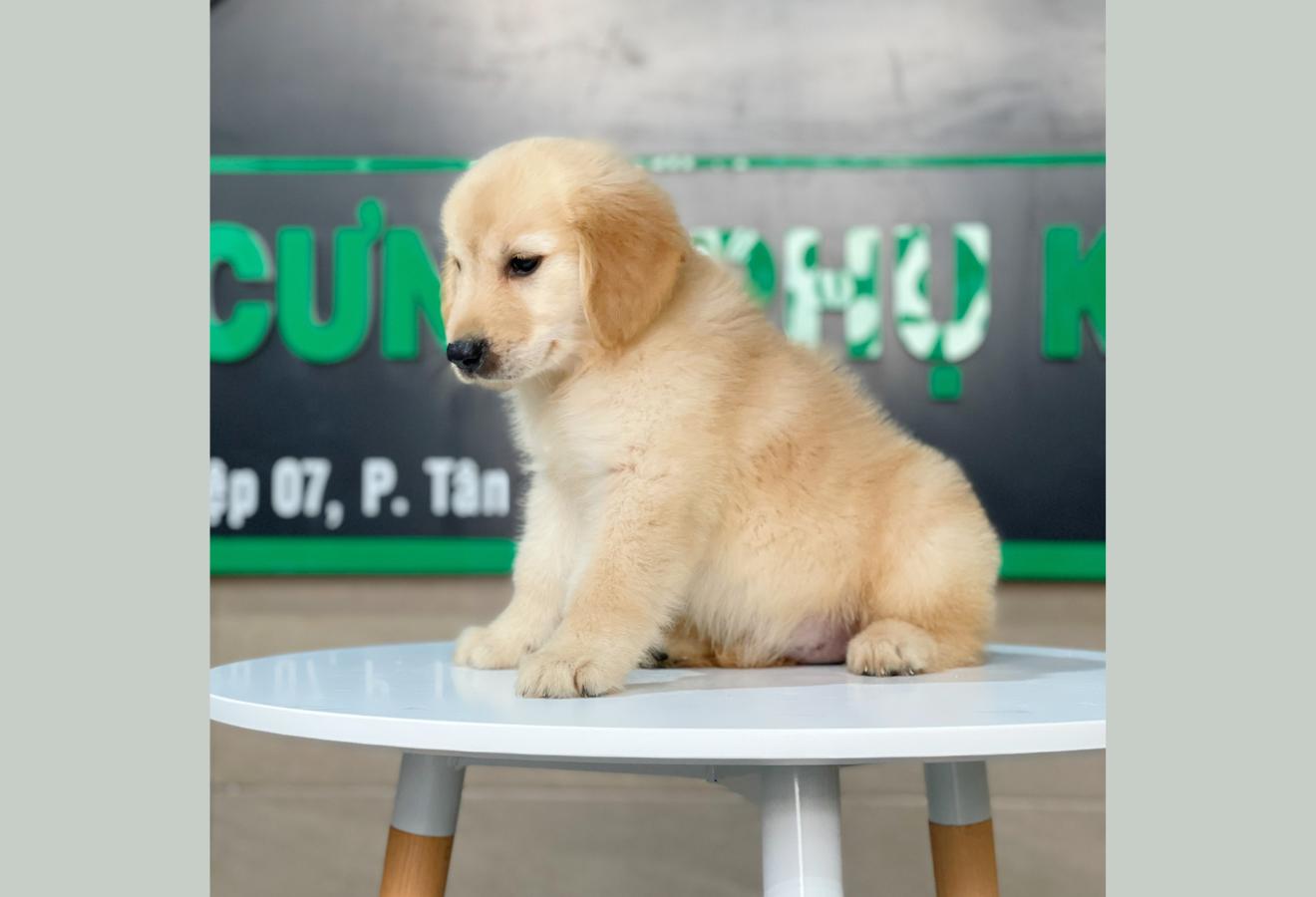 Golden Retriever - Màu Vàng Kem (MS 05)