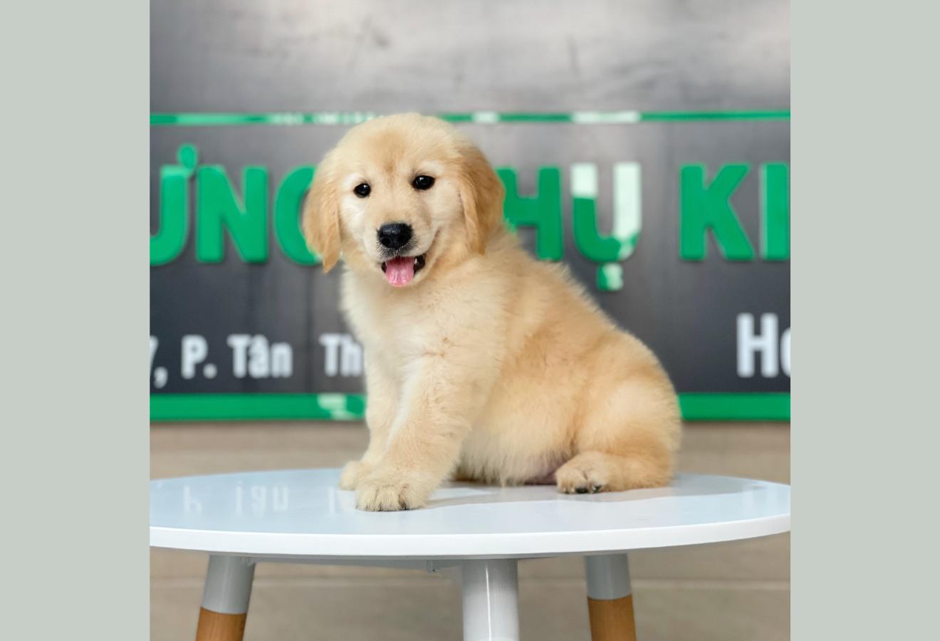 Golden Retriever - Màu Vàng Kem (MS 05)