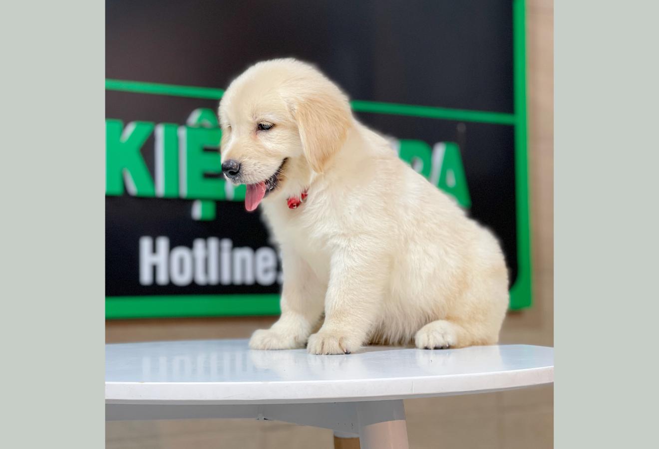 Golden Retriever - Màu Vàng Kem (MS 06)