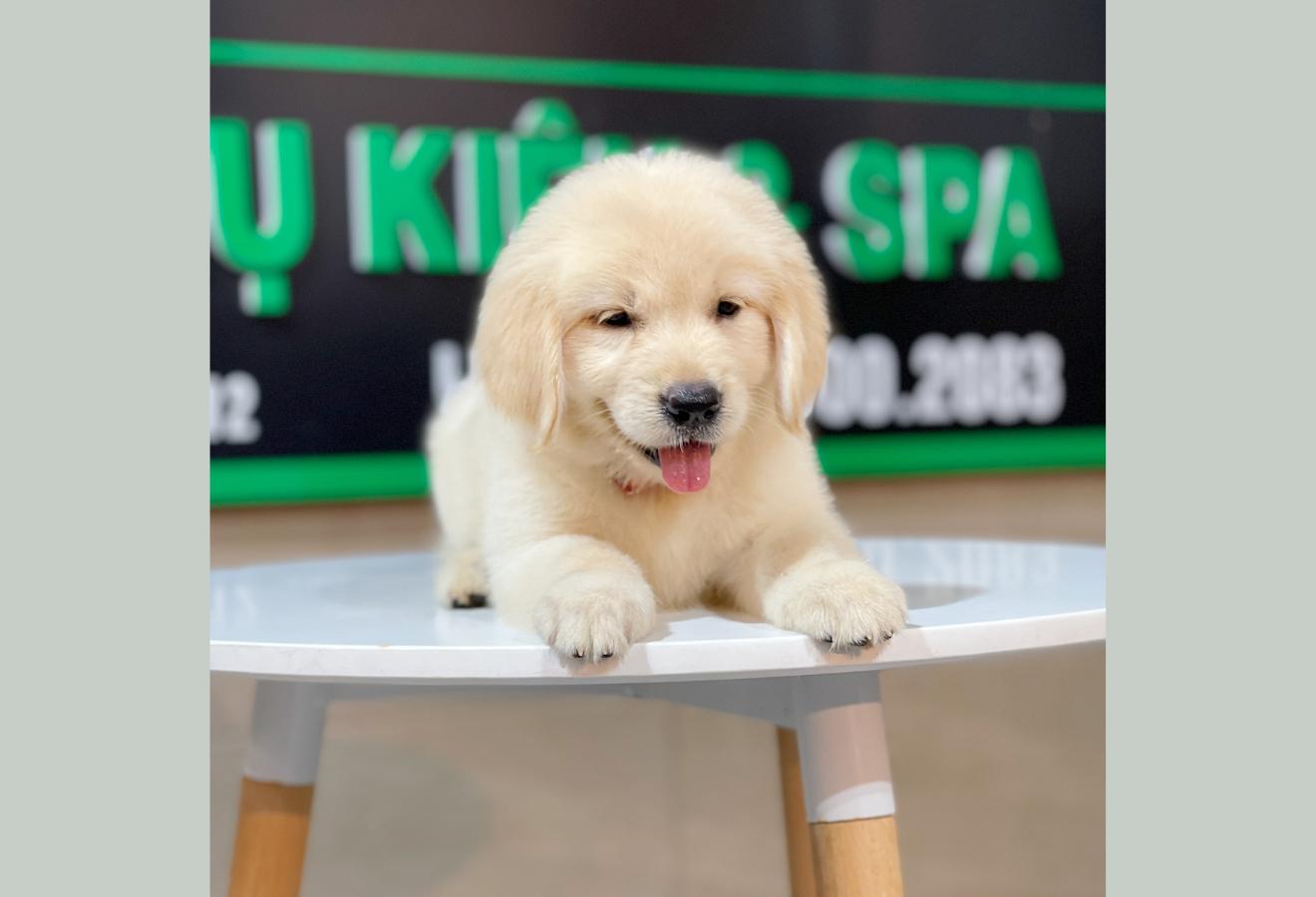 Golden Retriever - Màu Vàng Kem (MS 06)