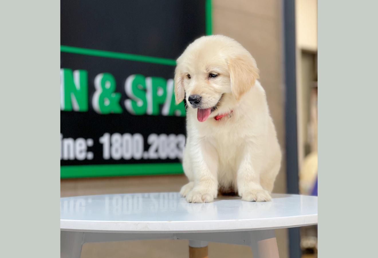Golden Retriever - Màu Vàng Kem (MS 06)