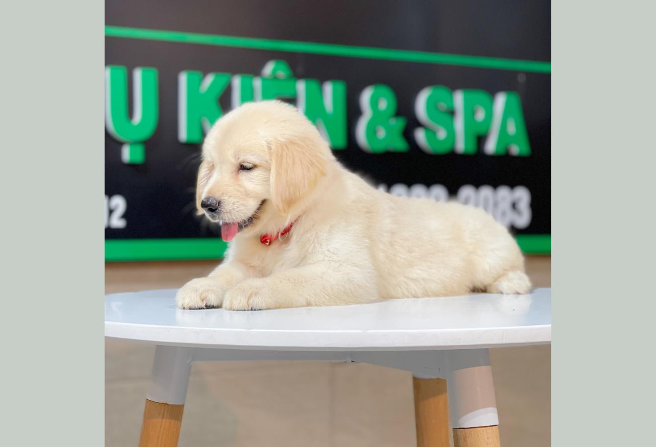 Golden Retriever - Màu Vàng Kem (MS 06)