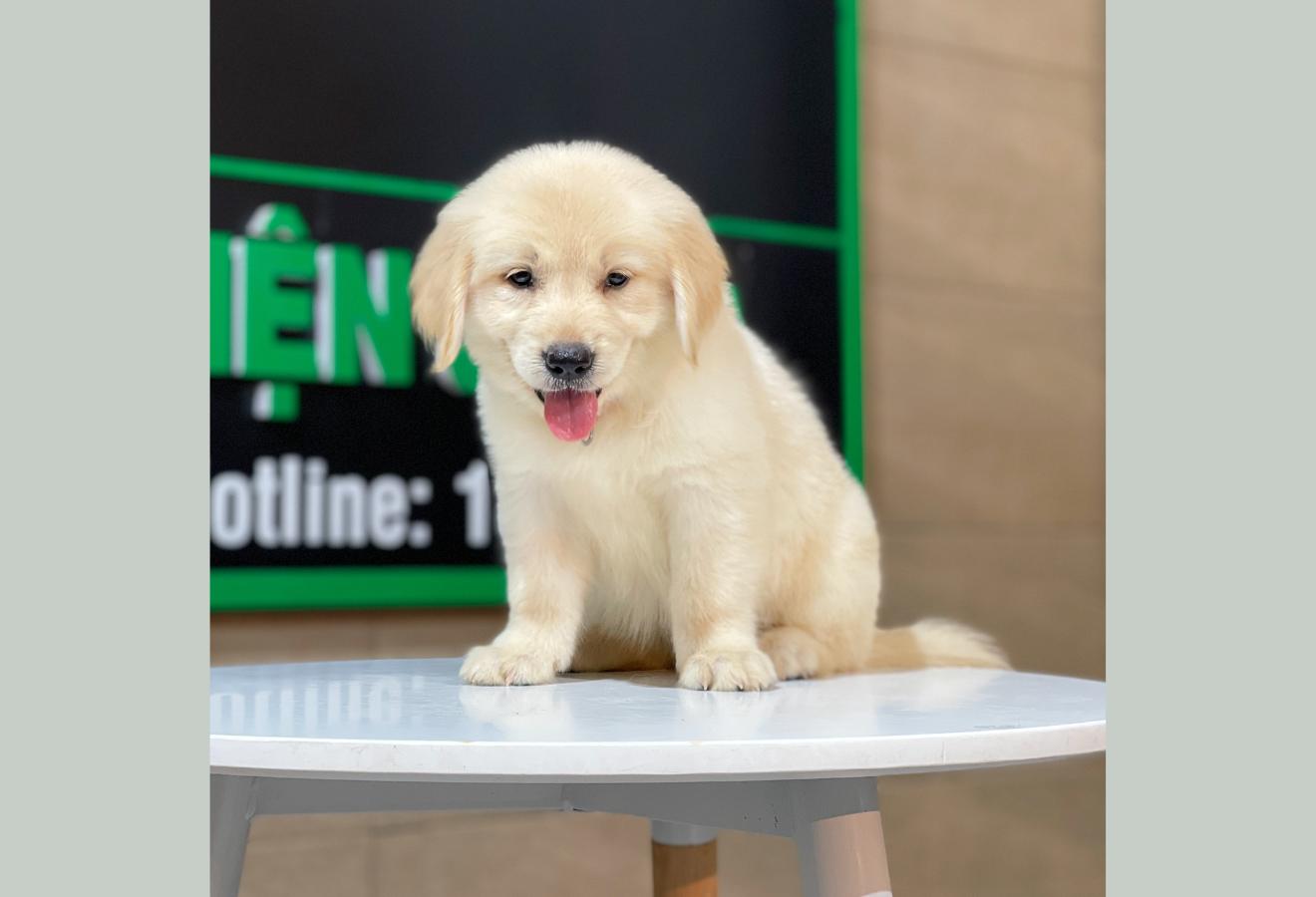 Golden Retriever - Màu Vàng Kem (MS 06)