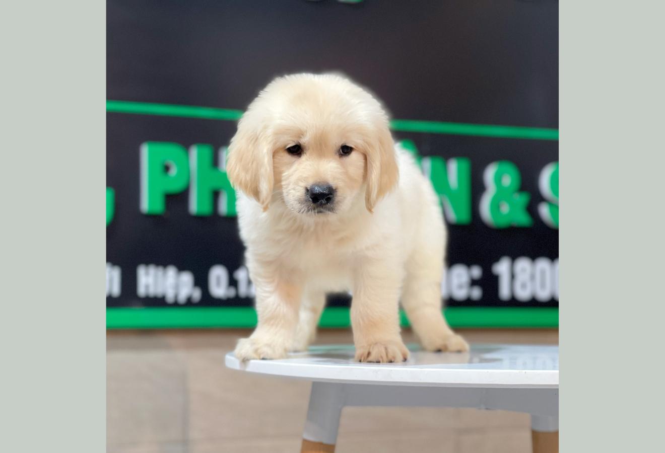 Golden Retriever - Màu Vàng Kem (MS 07)
