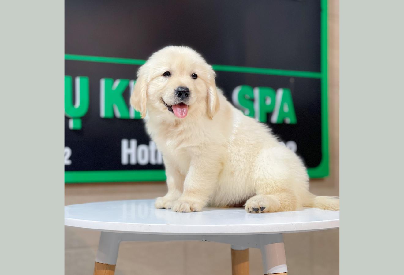 Golden Retriever - Màu Vàng Kem (MS 07)