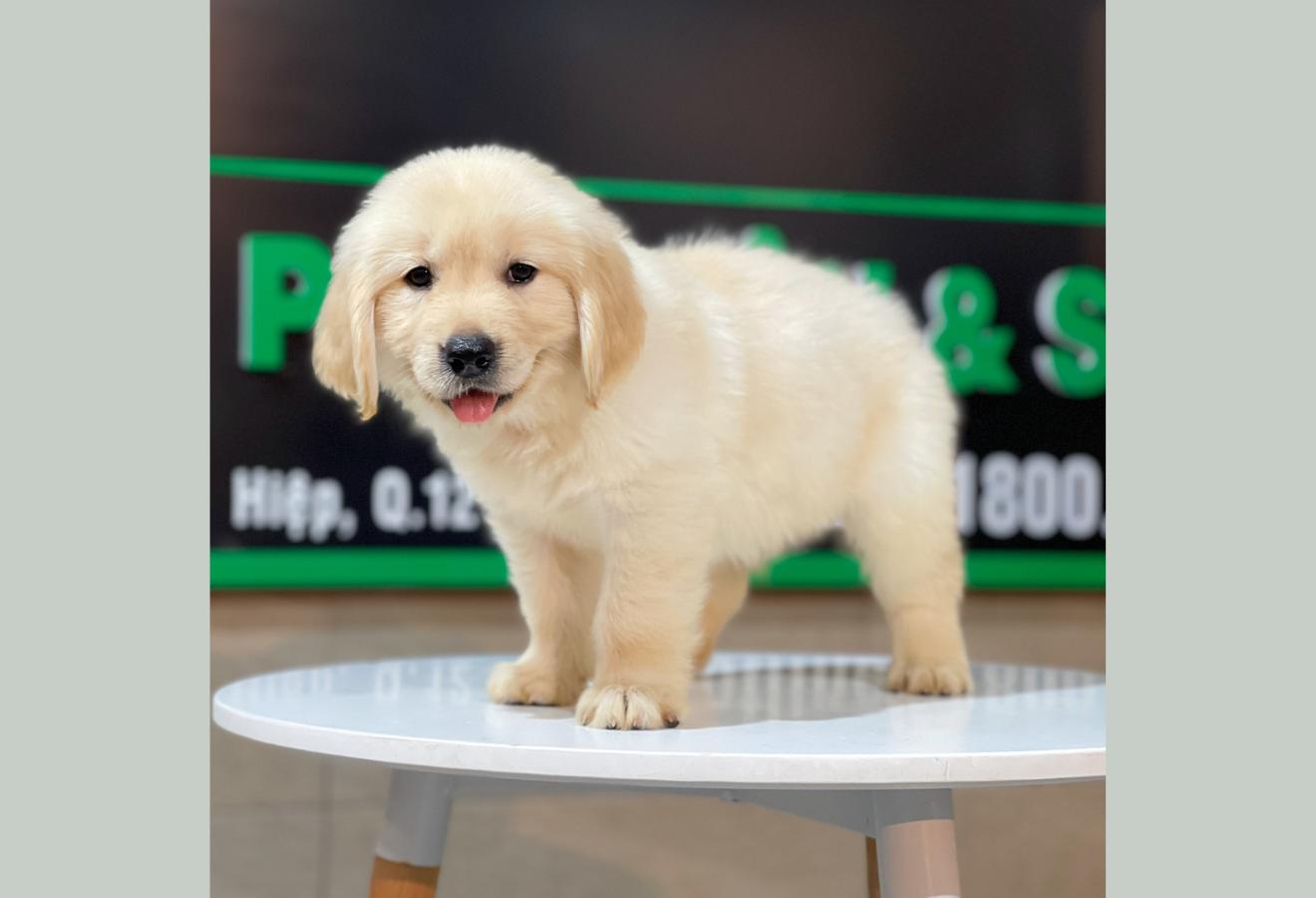 Golden Retriever - Màu Vàng Kem (MS 07)
