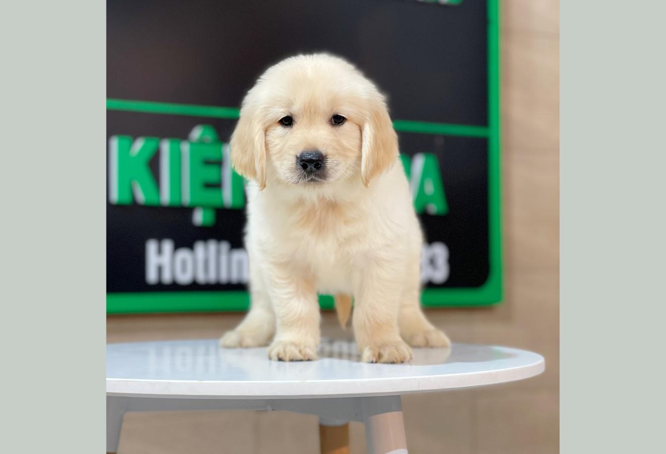 Golden Retriever - Màu Vàng Kem (MS 07)