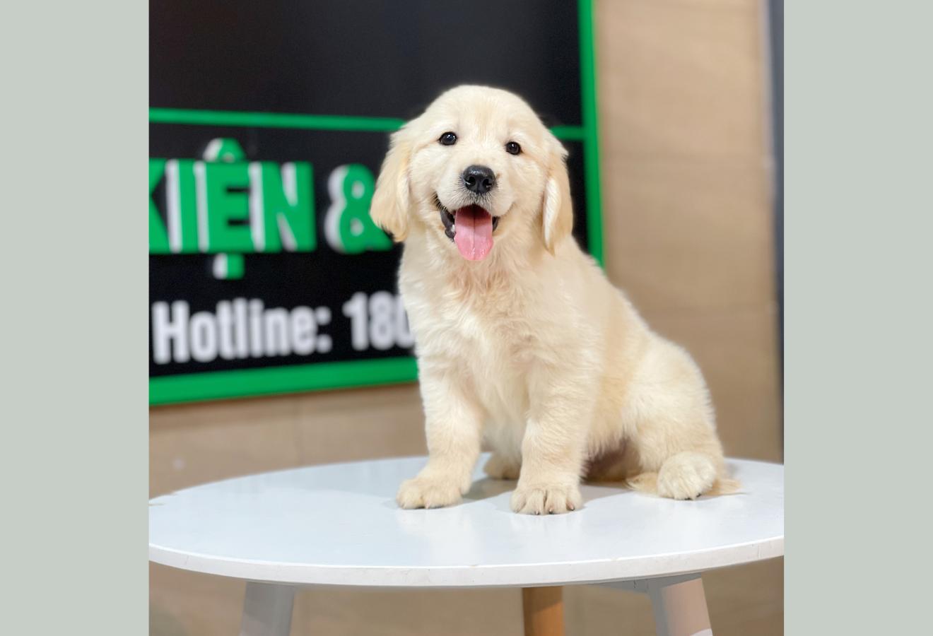 Golden Retriever - Màu Vàng Kem (MS 08)