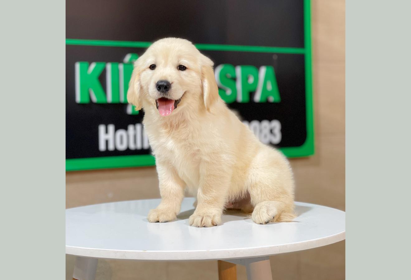 Golden Retriever - Màu Vàng Kem (MS 08)
