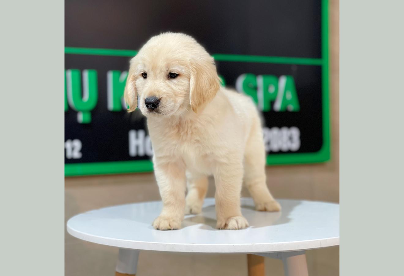 Golden Retriever - Màu Vàng Kem (MS 08)
