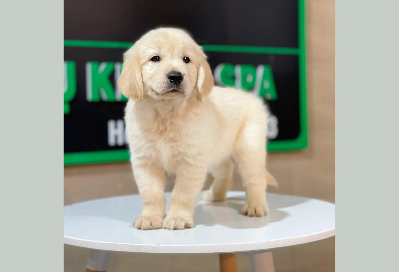 Golden Retriever - Màu Vàng Kem (MS 08)