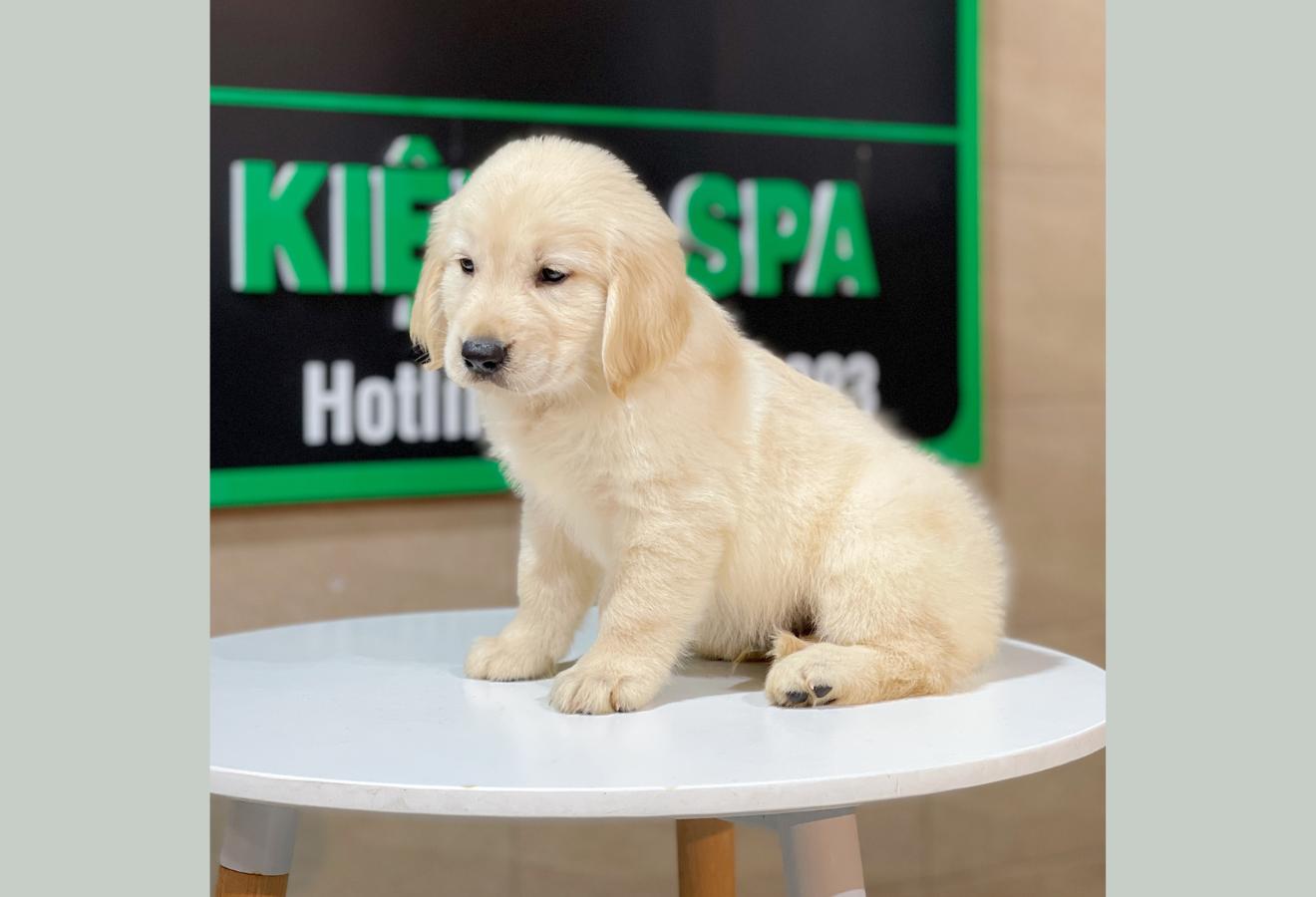 Golden Retriever - Màu Vàng Kem (MS 08)