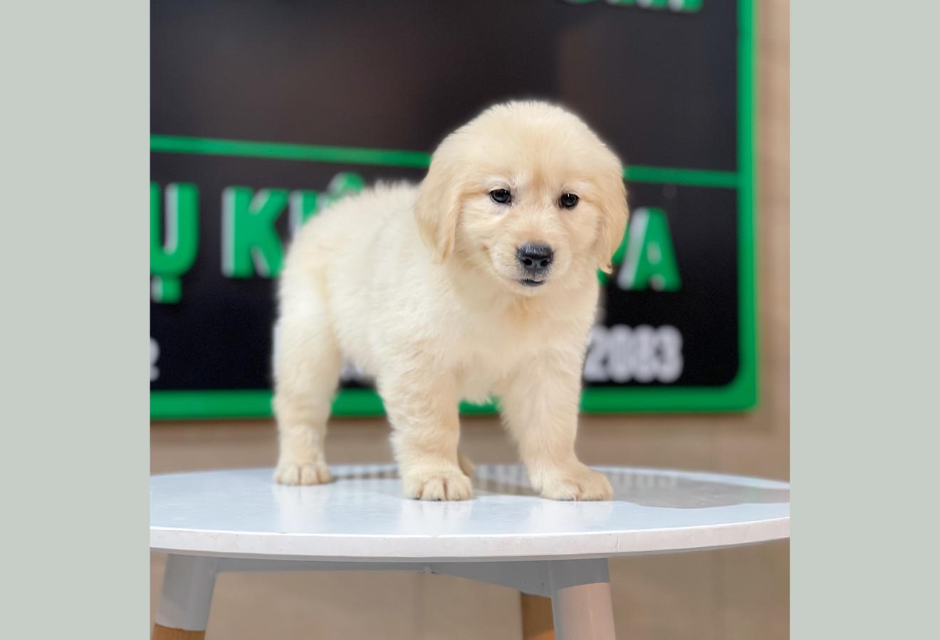 Golden Retriever - Màu Vàng Kem (MS 09)