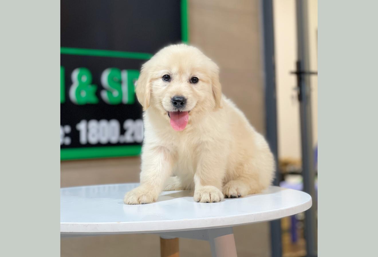 Golden Retriever - Màu Vàng Kem (MS 09)