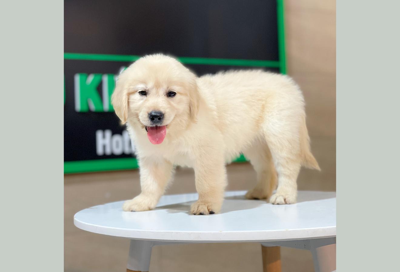 Golden Retriever - Màu Vàng Kem (MS 09)
