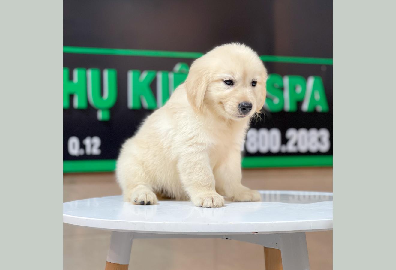 Golden Retriever - Màu Vàng Kem (MS 09)