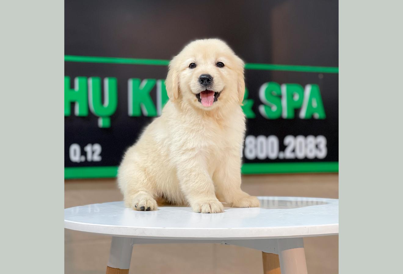 Golden Retriever - Màu Vàng Kem (MS 09)