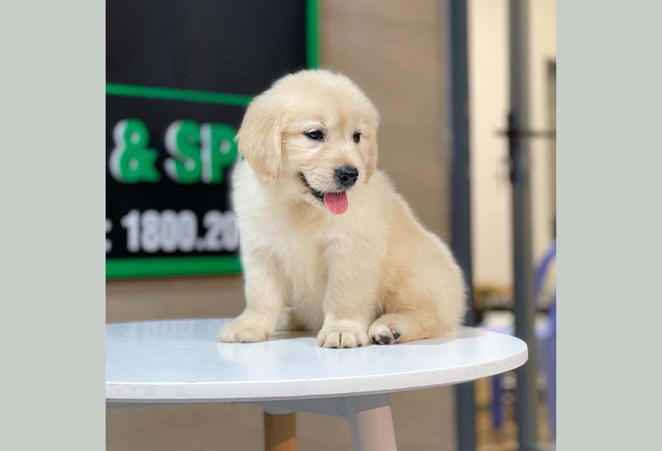 Golden Retriever - Màu Vàng Kem (MS 09)