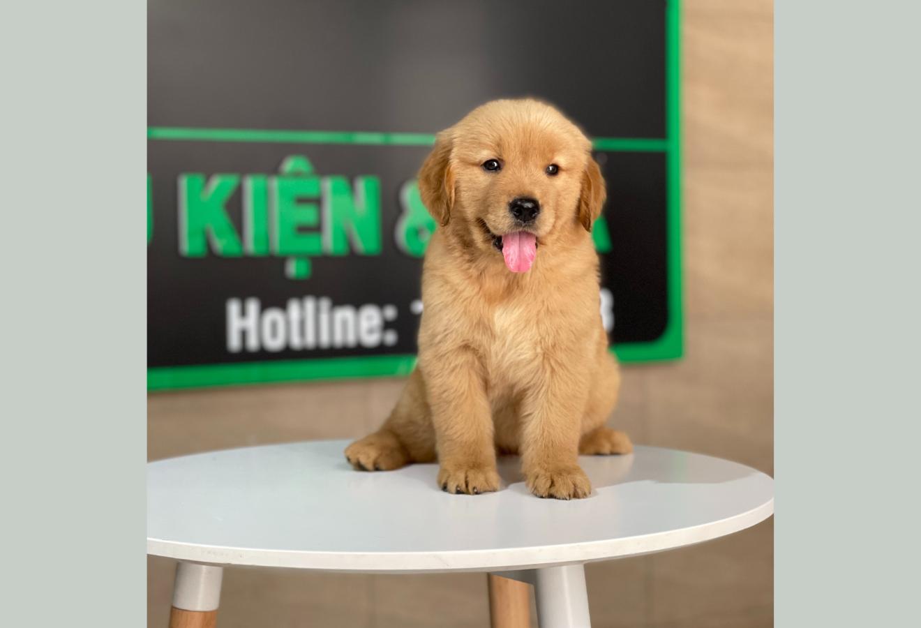 Golden Retriever - Màu Đỏ Bò (MS 02)